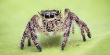 the distance of the farthest jumping animals in the world can reach is how much 127422