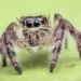 the distance of the farthest jumping animals in the world can reach is how much 127422