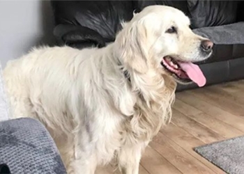 the dog traveled 64km to return to its former home 127294