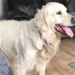the dog traveled 64km to return to its former home 127294