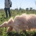 the eating giant moth only found in the world 127594