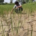 the el nino officially appears drought and more serious heat 127968
