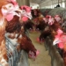 the first death in the world due to h3n8 bird flu in china 126892