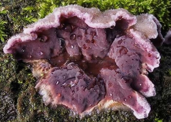 the first person in the world infected with covid 19 from a plant 127227