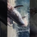 the fish thief is stalking the fishermen 128806