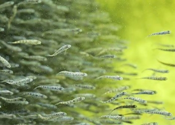 the future of fish farming is on the canvas 127896