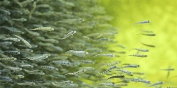the future of fish farming is on the canvas 127896