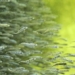 the future of fish farming is on the canvas 127896