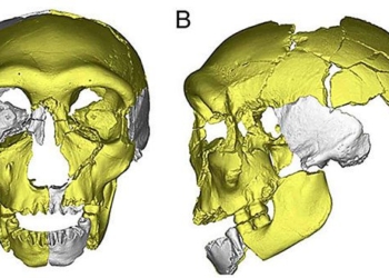 the gearbox discovered in china is not like any other human species found before 129196