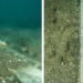the ghost appears in the sea the ancient ritual after 2 000 years 126904
