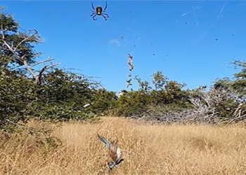 the hidden venomous giant spider thien la dia vong sandune vat of the giant nephila 127511