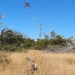 the hidden venomous giant spider thien la dia vong sandune vat of the giant nephila 127511
