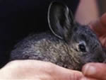the honest rabbit finally died 5625
