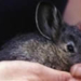 the honest rabbit finally died 5625