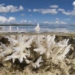 the hottest ocean in 100 000 years what will happen next 127441