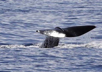the largest fish on earth can be seen in the dark 126881