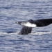 the largest fish on earth can be seen in the dark 126881