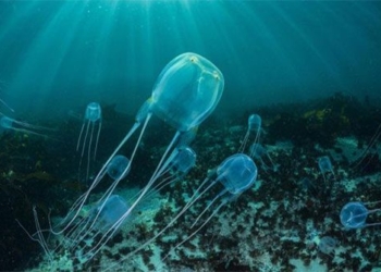 the most dangerous creatures in the world appear on the famous island of thailand 128392