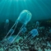 the most dangerous creatures in the world appear on the famous island of thailand 128392