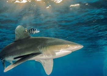 the most deadly shark attack in history 127466