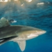 the most deadly shark attack in history 127466