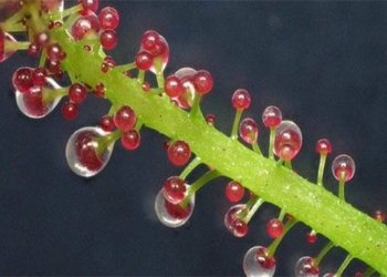 the most unique meat eating plants according to mood 127929