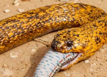 the mother snake eats a giant lizard in just a few minutes 127512