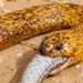 the mother snake eats a giant lizard in just a few minutes 127512