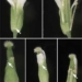 the new role of tiny rna in plant development 5684