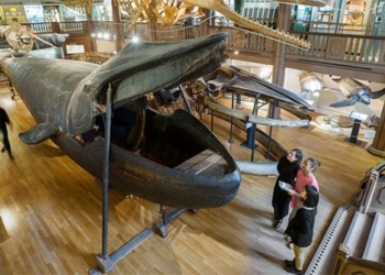 the only blue whale in the world 127997