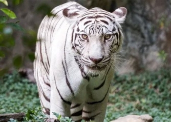 the reality of darkness and the tragedy of white tigers 128593