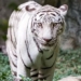 the reality of darkness and the tragedy of white tigers 128593