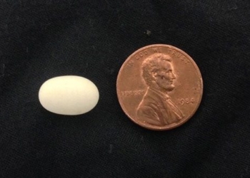 the remarkable truth about bird eggs and the science behind it 126887