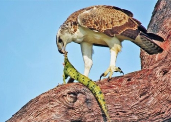 the role of the nile crocodile when encountering the largest snake species in africa 128485