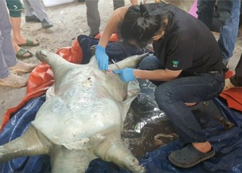 the sea turtle at the mudflat will be preserved cold at the natural museum 127138