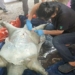 the sea turtle at the mudflat will be preserved cold at the natural museum 127138