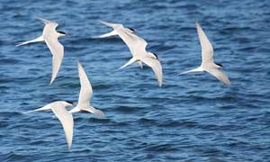 the secret about the migration of birds and insects 5251