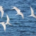the secret about the migration of birds and insects 5251