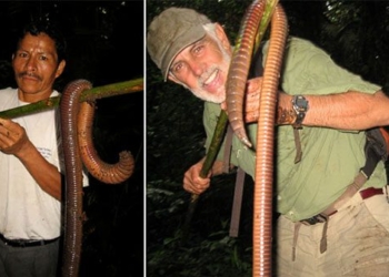 the secret about the species of worms in ecuador which are earthworms but as big as frogs 127296