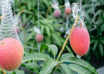 the secret behind the mango worth over 5 million vnd 127370