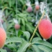 the secret behind the mango worth over 5 million vnd 127370