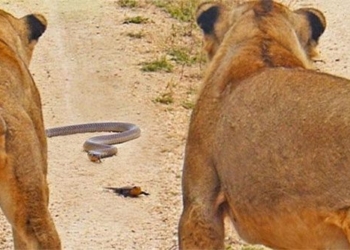 the snake encountered the lion in the middle of the road and the unexpected ending 127008