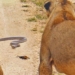 the snake encountered the lion in the middle of the road and the unexpected ending 127008