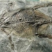 the stones of the dinosaur species 5785