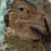 the strange bird wall suddenly examines the amazed woman when the expert responds 128362