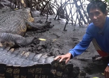 the strange friendship of a human and a 4 meter long crocodile 128262
