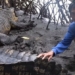 the strange friendship of a human and a 4 meter long crocodile 128262