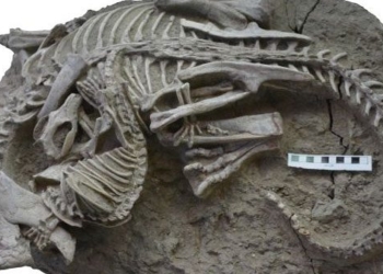 the surprising identity of the meat eating dinosaur dragon has been found in china 128749