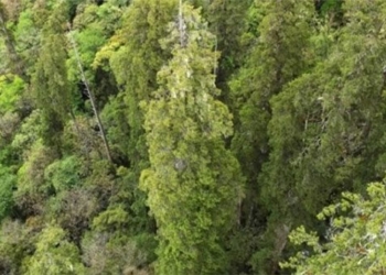 the tallest tree in asia grows in the deepest valley in the world 128217