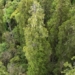 the tallest tree in asia grows in the deepest valley in the world 128217